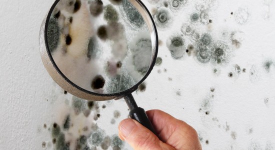 mold-inspection-services2